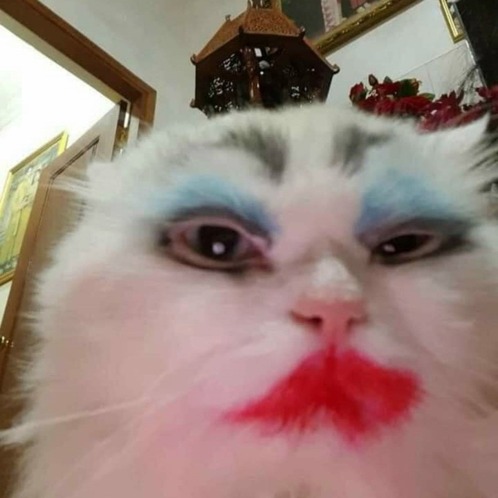 Dung nhan gây sốc của hội nhà mèo khi 'lên đồ' ra phố - 2