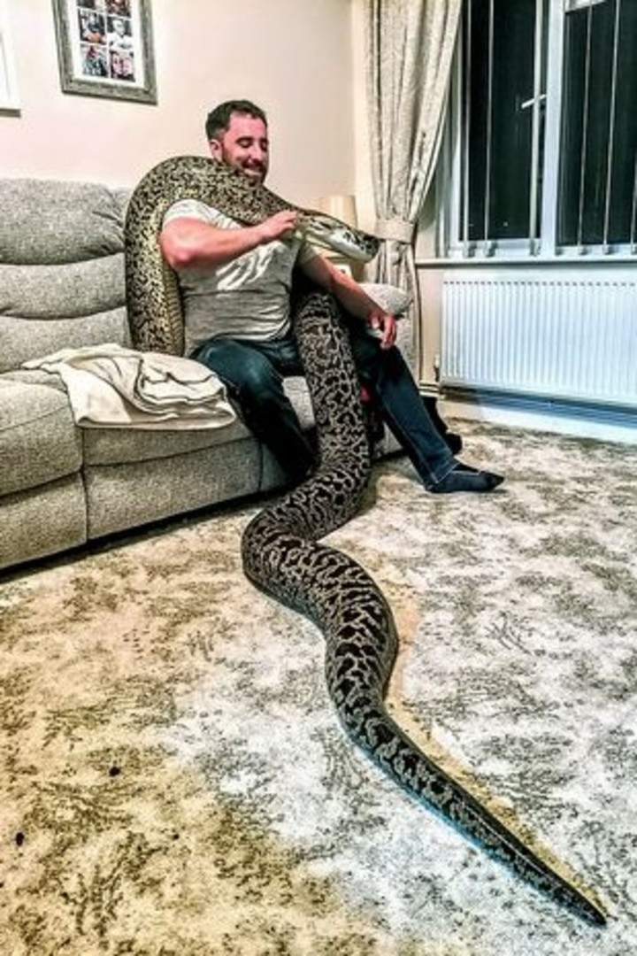 Người đàn ông gây sốc khi sống chung với ‘trăn Miến Điện lớn nhất thế giới’ - 1