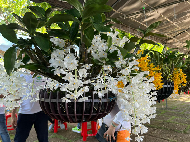 Nồng nàn ‘Hương sắc nhiệt đới’ tại Hội thi lan Vũng Tàu - 2