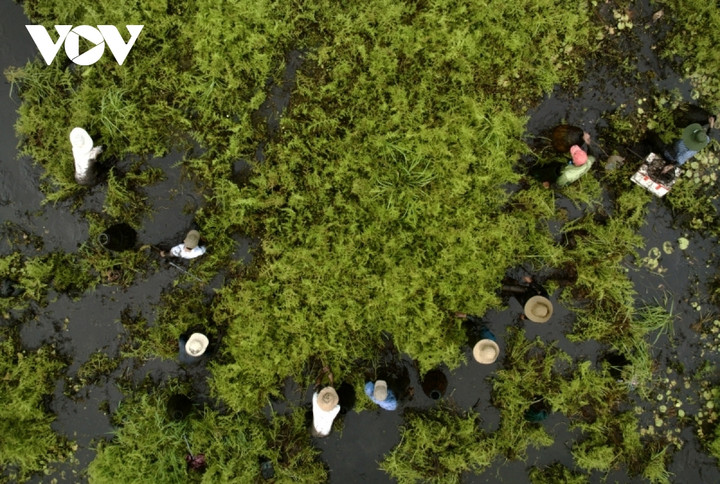 Người dân nô nức trẩy hội 'phá trằm' bắt cá sau 2 năm gián đoạn do dịch bệnh - 13