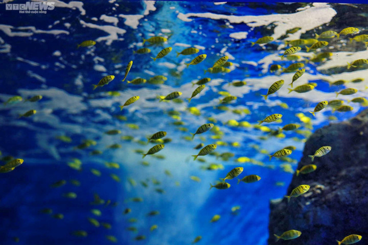 Mãn nhãn với đại dương cá thu nhỏ trong Bảo tàng Hải dương học Nha Trang - 1