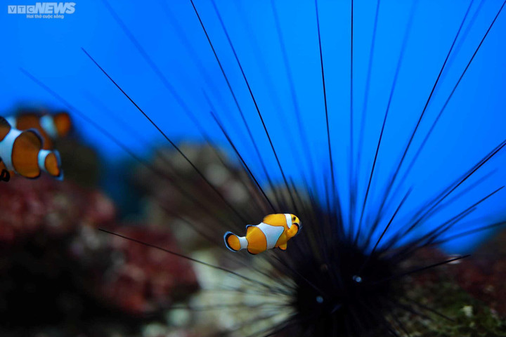 Mãn nhãn với đại dương cá thu nhỏ trong Bảo tàng Hải dương học Nha Trang - 5