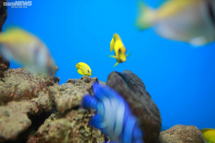 Mãn nhãn với đại dương cá thu nhỏ trong Bảo tàng Hải dương học Nha Trang - 4