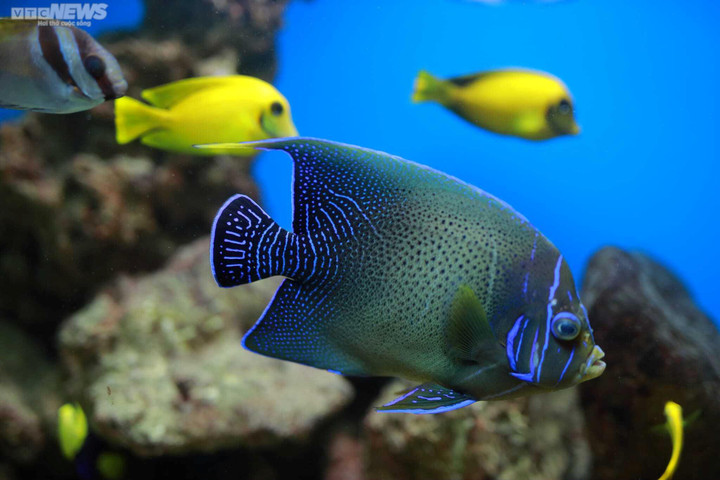 Mãn nhãn với đại dương cá thu nhỏ trong Bảo tàng Hải dương học Nha Trang - 3
