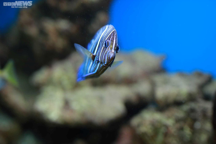 Mãn nhãn với đại dương cá thu nhỏ trong Bảo tàng Hải dương học Nha Trang - 7