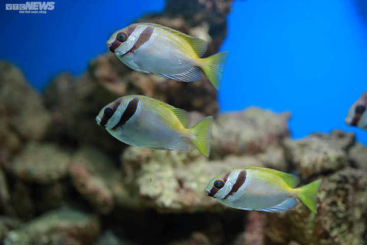 Mãn nhãn với đại dương cá thu nhỏ trong Bảo tàng Hải dương học Nha Trang - 12