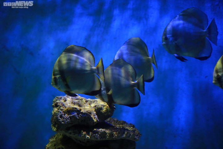 Mãn nhãn với đại dương cá thu nhỏ trong Bảo tàng Hải dương học Nha Trang - 9