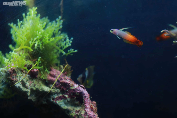 Mãn nhãn với đại dương cá thu nhỏ trong Bảo tàng Hải dương học Nha Trang - 10