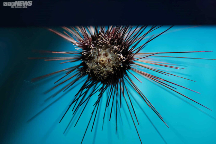 Mãn nhãn với đại dương cá thu nhỏ trong Bảo tàng Hải dương học Nha Trang - 8