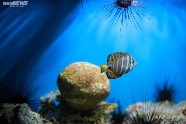 Mãn nhãn với đại dương cá thu nhỏ trong Bảo tàng Hải dương học Nha Trang - 13