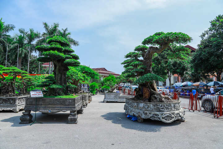 Ảnh: Loạt siêu cây cảnh hàng chục tỷ 'hội ngộ', đọ vẻ đồ sộ - 1