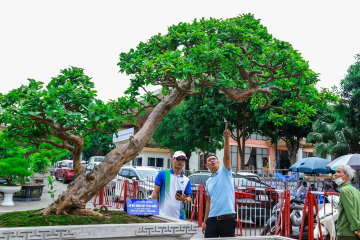 Ảnh: Loạt siêu cây cảnh hàng chục tỷ 'hội ngộ', đọ vẻ đồ sộ - 13