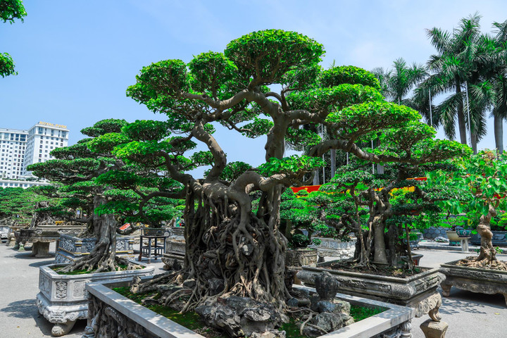 Ảnh: Loạt siêu cây cảnh hàng chục tỷ 'hội ngộ', đọ vẻ đồ sộ - 14