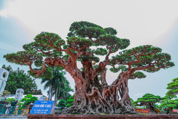 Ảnh: Loạt siêu cây cảnh hàng chục tỷ 'hội ngộ', đọ vẻ đồ sộ - 2