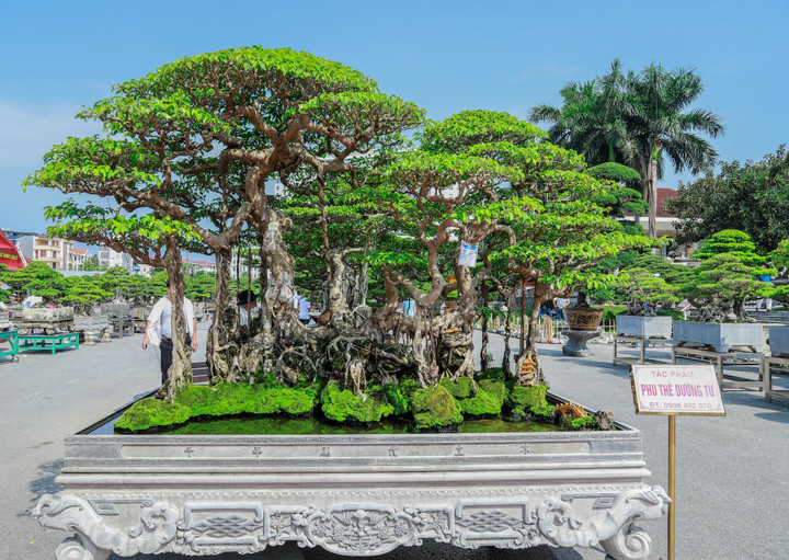 Ảnh: Loạt siêu cây cảnh hàng chục tỷ 'hội ngộ', đọ vẻ đồ sộ - 4