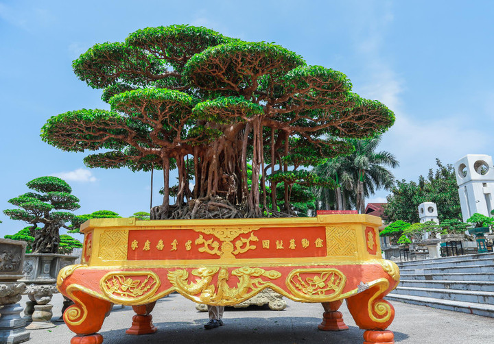 Ảnh: Loạt siêu cây cảnh hàng chục tỷ 'hội ngộ', đọ vẻ đồ sộ - 5