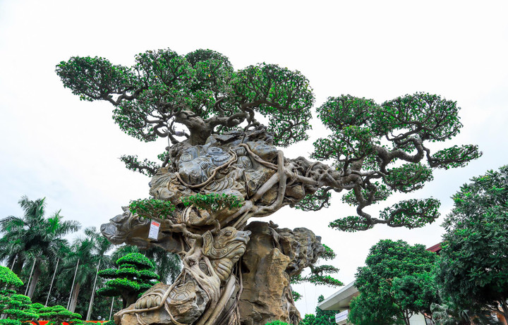 Ảnh: Loạt siêu cây cảnh hàng chục tỷ 'hội ngộ', đọ vẻ đồ sộ - 6