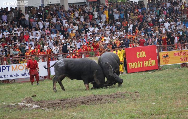 Đánh gãy sừng đối phương, trâu số 08 tiến vào chung kết và giành chức vô địch - 6