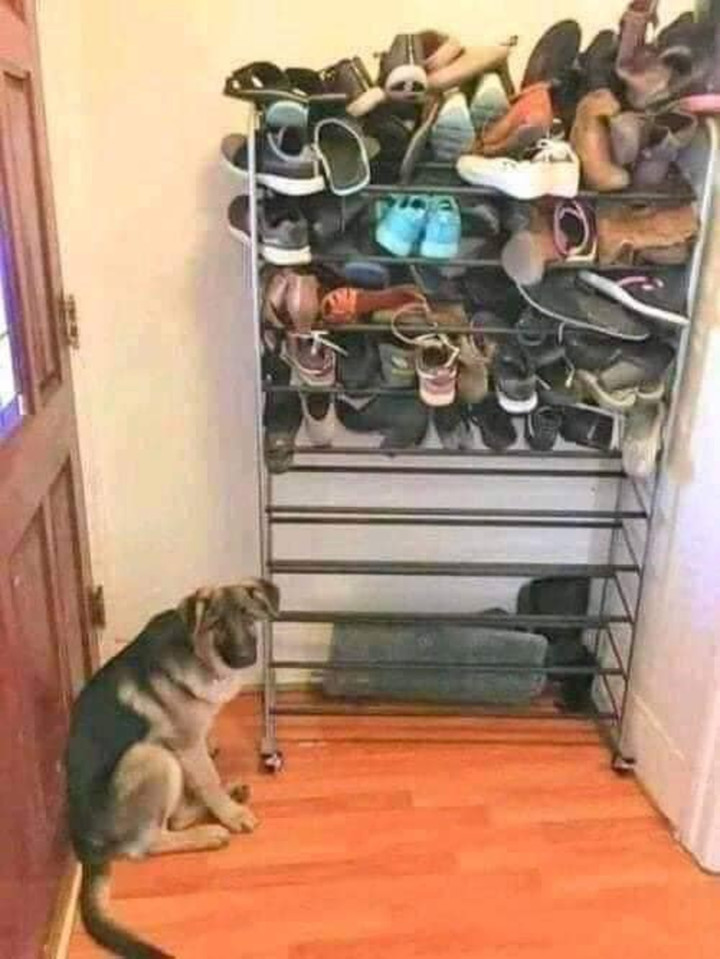 1001 cách đối phó khi 'sen' hết kiên nhẫn với sự 'phá hoại' của hội chó mèo - 1