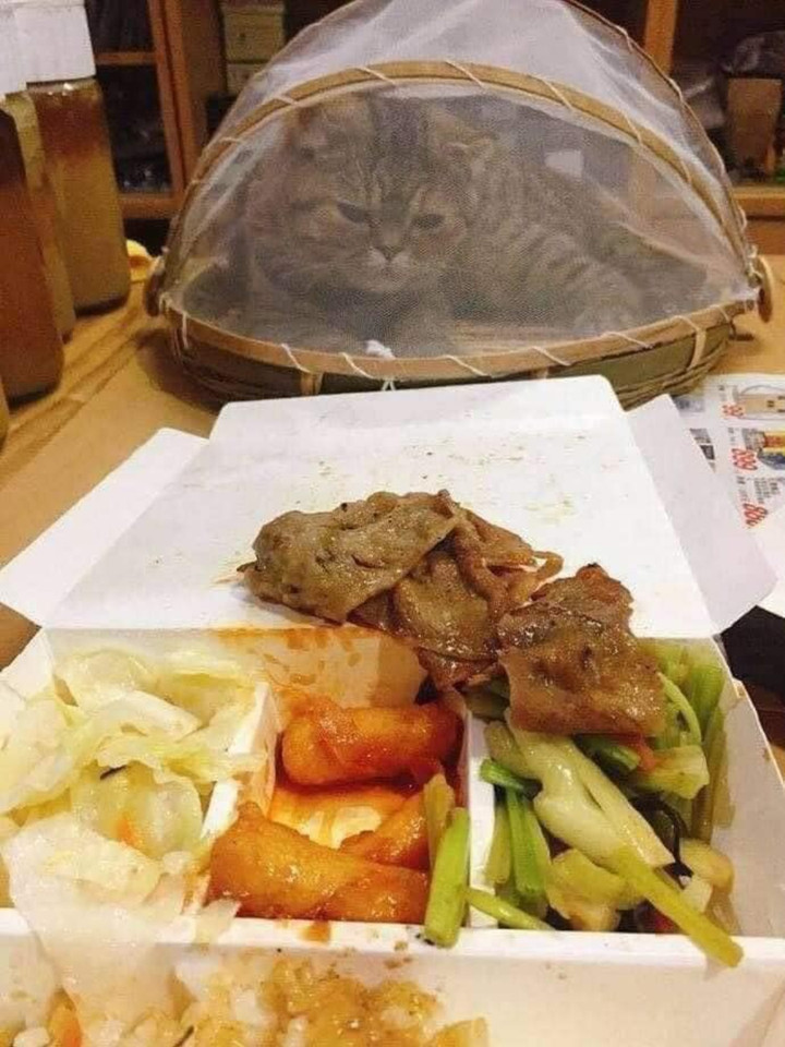 1001 cách đối phó khi 'sen' hết kiên nhẫn với sự 'phá hoại' của hội chó mèo - 7