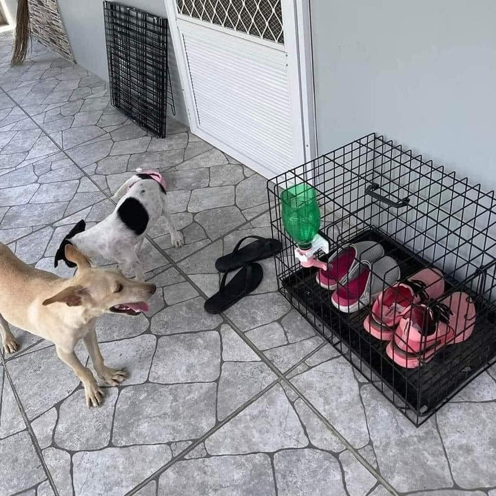 1001 cách đối phó khi 'sen' hết kiên nhẫn với sự 'phá hoại' của hội chó mèo - 3