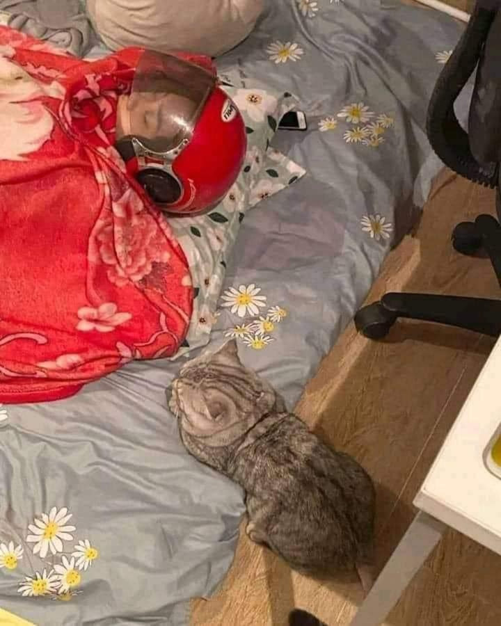 1001 cách đối phó khi 'sen' hết kiên nhẫn với sự 'phá hoại' của hội chó mèo - 8