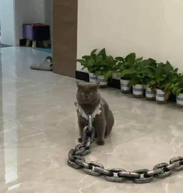 1001 cách đối phó khi 'sen' hết kiên nhẫn với sự 'phá hoại' của hội chó mèo - 11