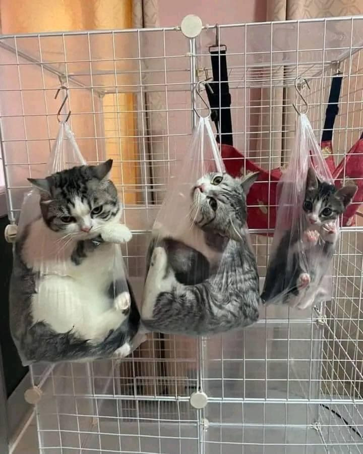 1001 cách đối phó khi 'sen' hết kiên nhẫn với sự 'phá hoại' của hội chó mèo - 12