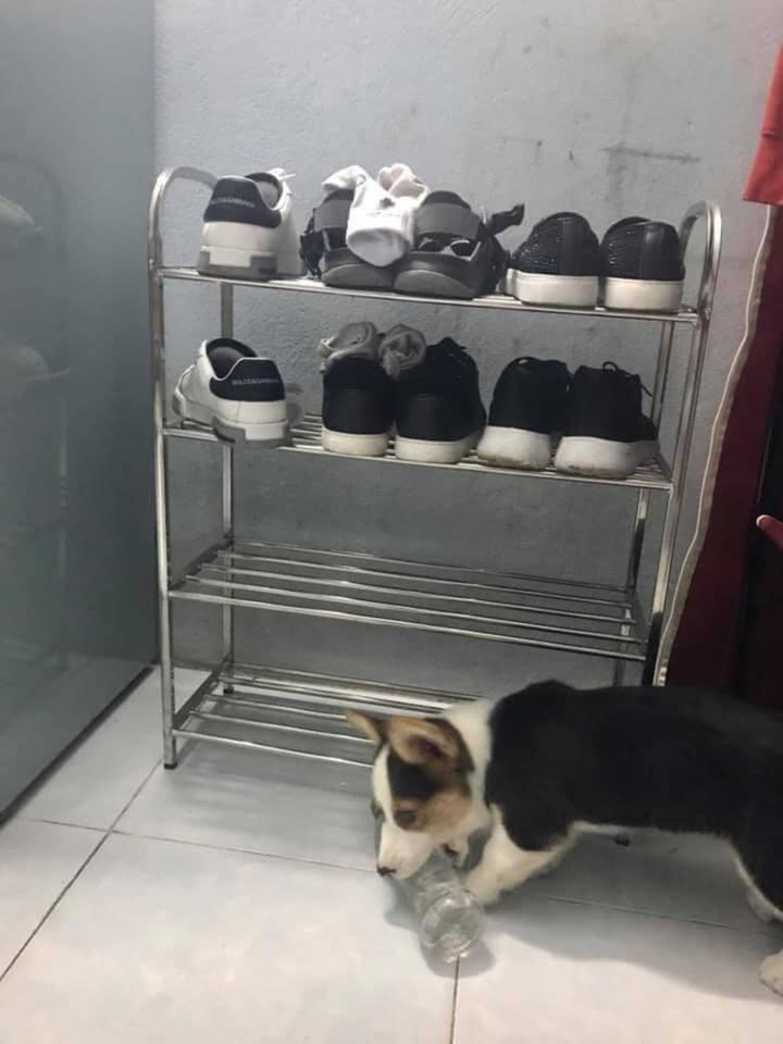 1001 cách đối phó khi 'sen' hết kiên nhẫn với sự 'phá hoại' của hội chó mèo - 2