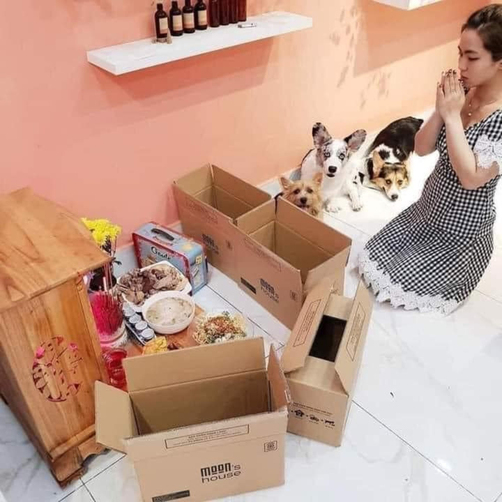 1001 cách đối phó khi 'sen' hết kiên nhẫn với sự 'phá hoại' của hội chó mèo - 5