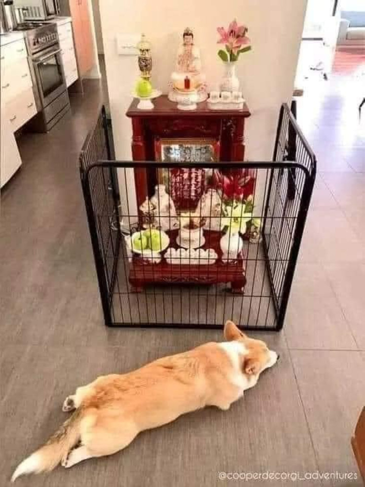 1001 cách đối phó khi 'sen' hết kiên nhẫn với sự 'phá hoại' của hội chó mèo - 4