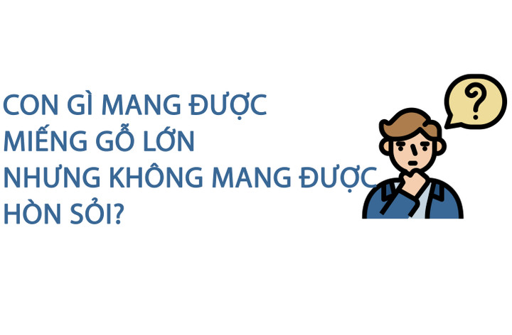 Con gì mang được miếng gỗ lớn nhưng không mang được hòn sỏi? - 1