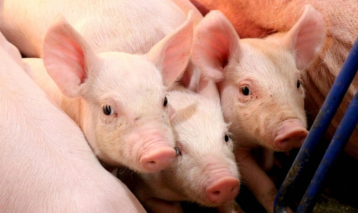 Giá heo hôm nay 7/9: Giảm nhẹ tại nhiều tỉnh, thành - 1