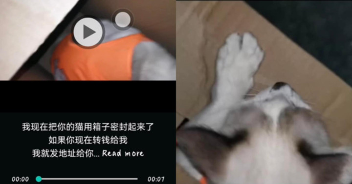 Bạn trẻ hoảng hốt khi mèo cưng bị bắt cóc, đòi tiền chuộc hơn 30 triệu - 2
