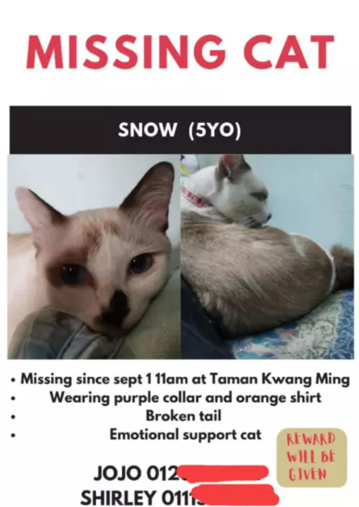 Bạn trẻ hoảng hốt khi mèo cưng bị bắt cóc, đòi tiền chuộc hơn 30 triệu - 1