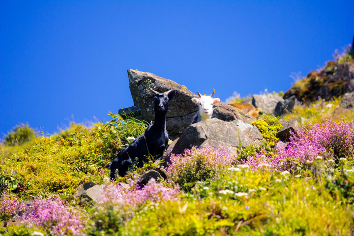 Cánh đồng hoa chi pâu tím lịm ngọt ngào như miền cổ tích ở ‘nóc nhà Yên Bái’ - 4