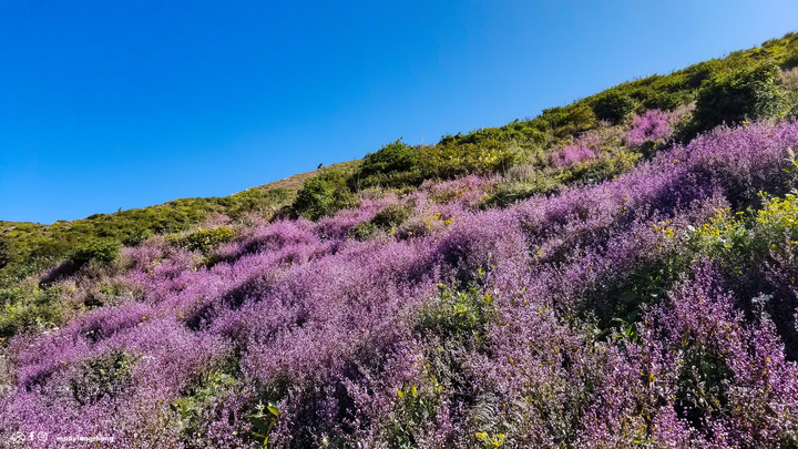 Cánh đồng hoa chi pâu tím lịm ngọt ngào như miền cổ tích ở ‘nóc nhà Yên Bái’ - 1