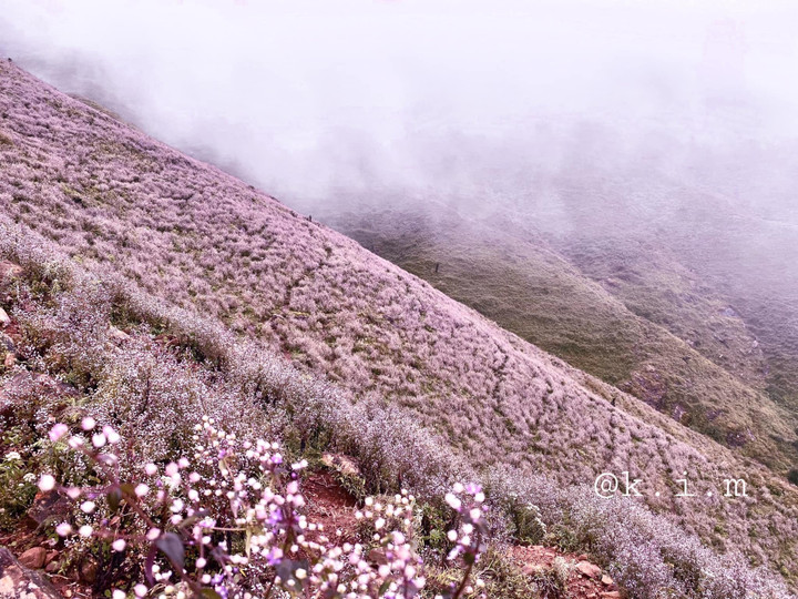 Cánh đồng hoa chi pâu tím lịm ngọt ngào như miền cổ tích ở ‘nóc nhà Yên Bái’ - 3