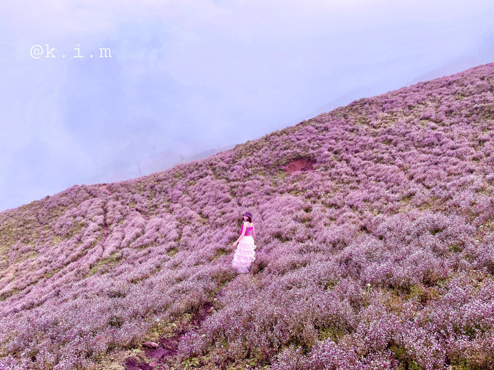 Cánh đồng hoa chi pâu tím lịm ngọt ngào như miền cổ tích ở ‘nóc nhà Yên Bái’ - 7