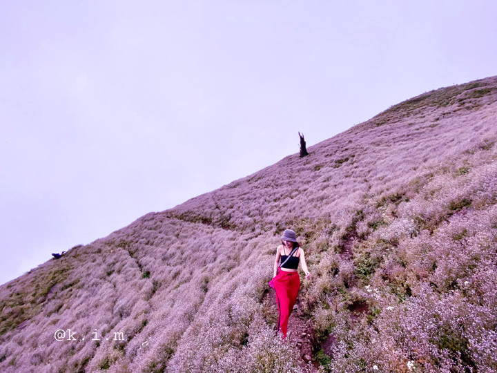 Cánh đồng hoa chi pâu tím lịm ngọt ngào như miền cổ tích ở ‘nóc nhà Yên Bái’ - 8