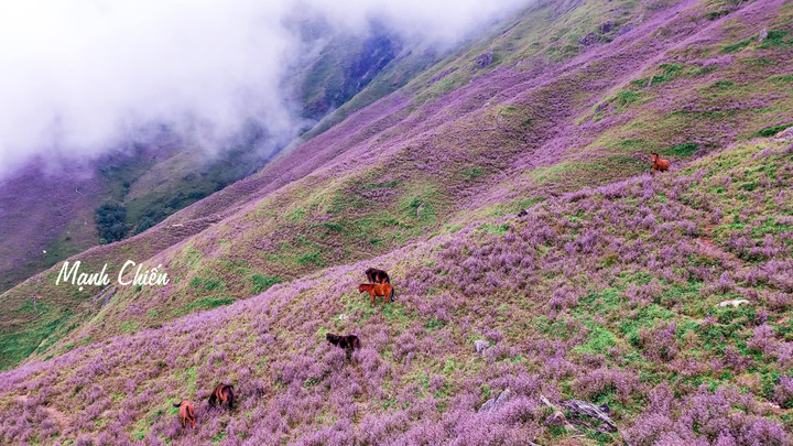 Cánh đồng hoa chi pâu tím lịm ngọt ngào như miền cổ tích ở ‘nóc nhà Yên Bái’ - 5