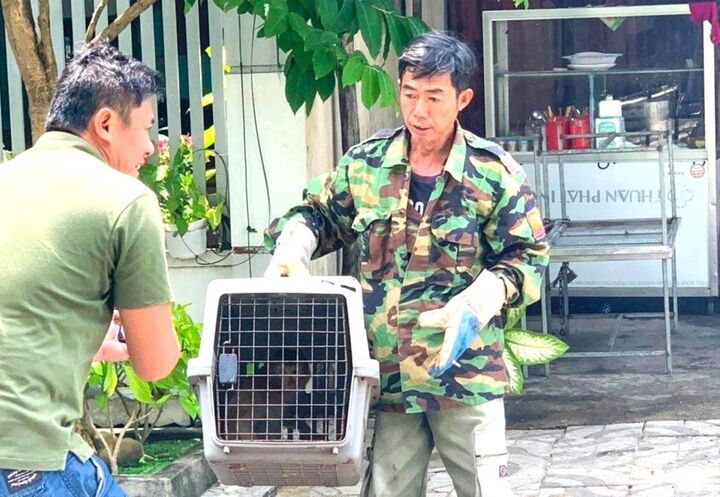 Đà Nẵng: Khỉ từ núi xuống phá nhà dân, tấn công trẻ em - 1