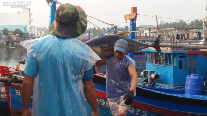 Bình Định: Dầu tăng giá, tàu cá nằm buồn - 1