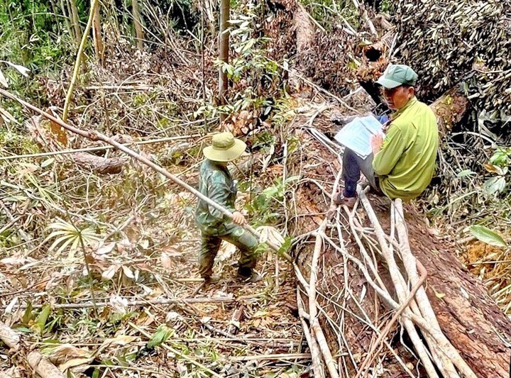 Ảnh: Rừng ở Kon Tum bị đốn hạ nằm la liệt - 1