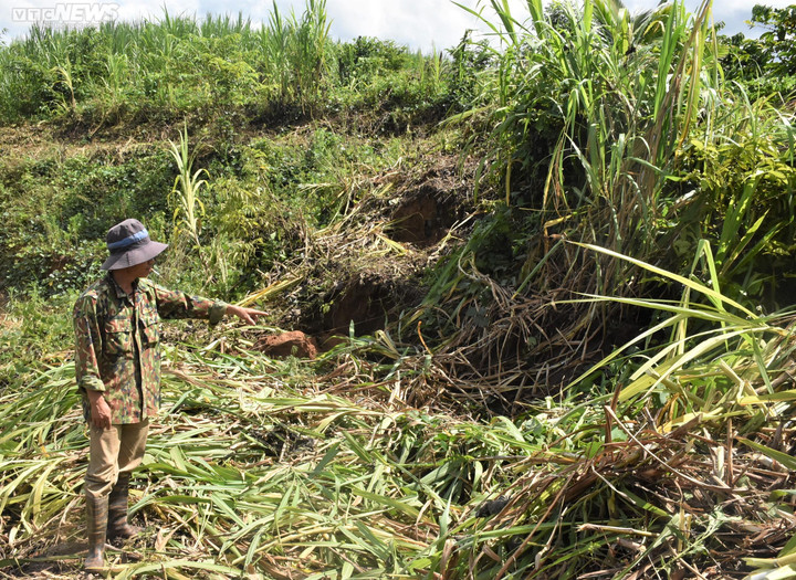 Mưa lớn nhiều ngày ở Gia Lai, ruộng đồng, hoa màu tan nát - 5