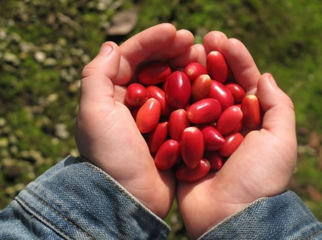 Quả thần kỳ - trái cây lạ khiến mọi thức ăn đều có vị ngọt, cần lưu ý khi ăn - 2