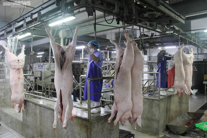 Giá heo hơi hôm nay 12/9: Tiếp diễn xu hướng bình ổn - 2