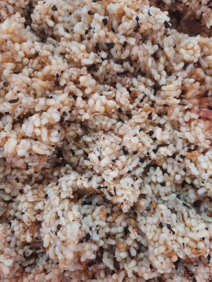 Xôi trứng kiến ‘không dành cho người yếu tim’ với tiếng nổ lép bép thú vị khi ăn - 2