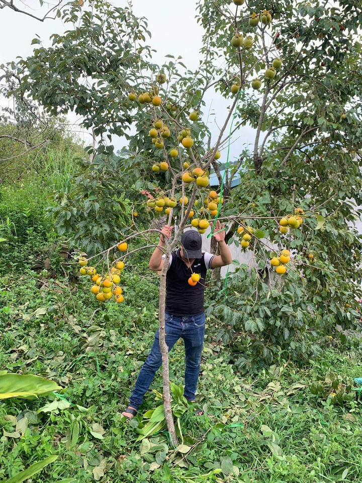 Hoa lê, hoa đào trái vụ sốt xình xịch, khách không ngại chi tiền triệu mua chơi - 3