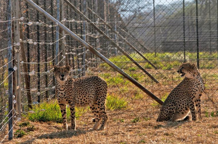 Ấn Độ đón 8 con báo gêpa vào ngày sinh nhật Thủ tướng Narendra Modi - 1